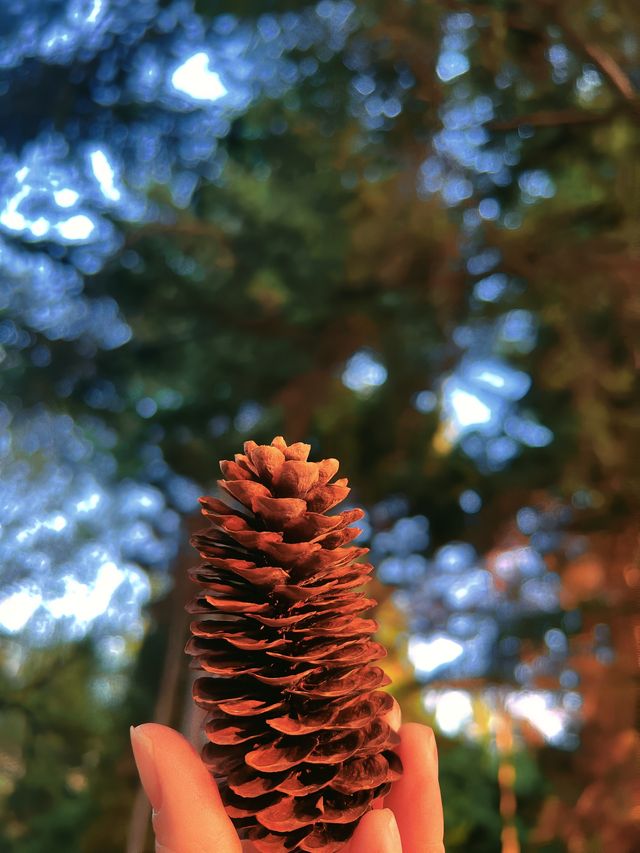 瀋陽「江南園林」私藏攻略：紅牆黛瓦，人少景靚！