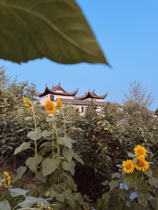 Heheyuan Ancient Style Homestay | A Poetic Retreat Hidden in the Countryside