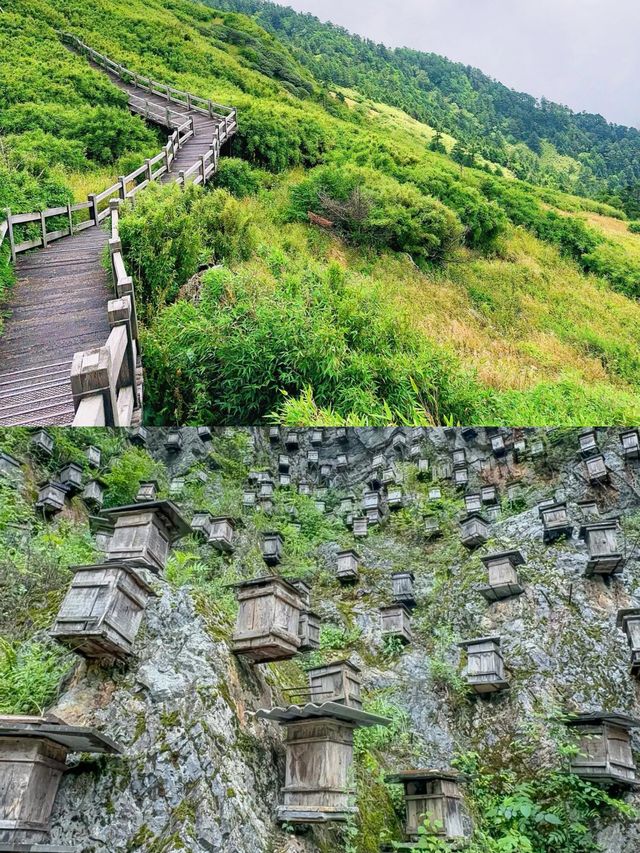 一定要嚟一次神農架！闖入北緯嘅綠野仙蹤