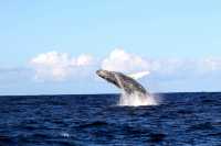 Snap Instant Live Photos on the Whale-Rich Shoreline