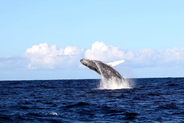 Snap Instant Live Photos on the Whale-Rich Shoreline