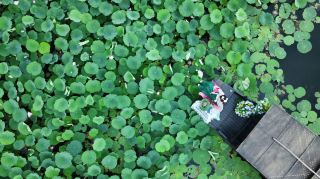 Hidden Lotus Inn in the Depths of the Lotus Pond