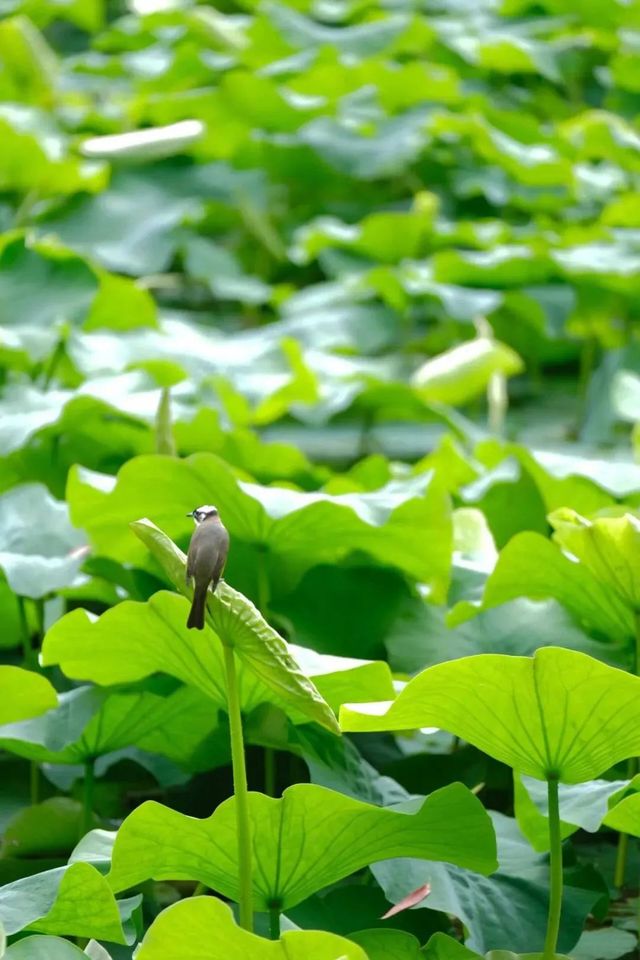 「荷」你同行，相約成大