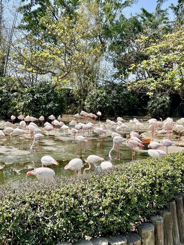 野性的詩篇——頑皮世界野生動物園