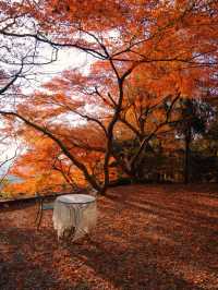 莫干山蔓庭花園別墅｜楓葉編織的秋日夢幻