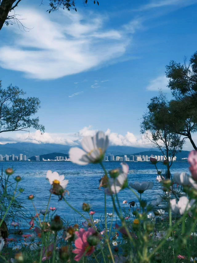 洱海邊格桑花海美得令人流連忘返