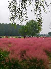 南京江心洲遛娃|真的已經到了next level