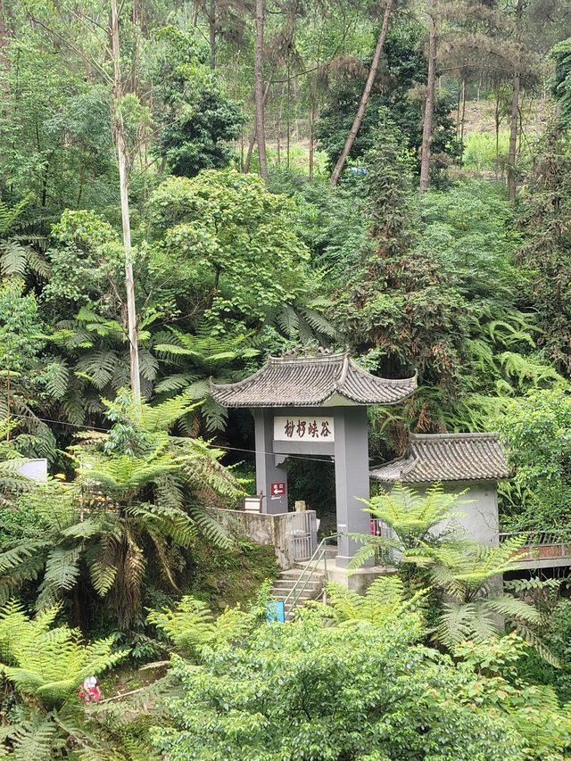 秘境探幽桫欏峽谷