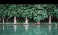 昆明被大部分人忽略的水杉公園 | 本地人私藏