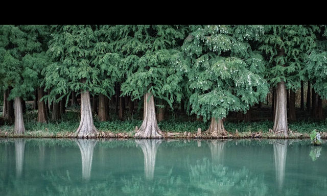 昆明被大部分人忽略的水杉公園 | 本地人私藏