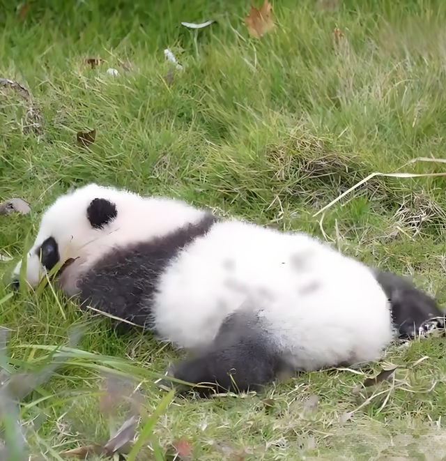 熊貓寶寶毯看著就暖和