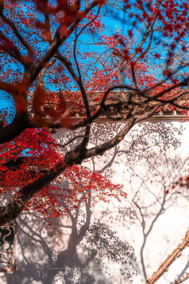接下來的蘇州將是封神級別的秋景