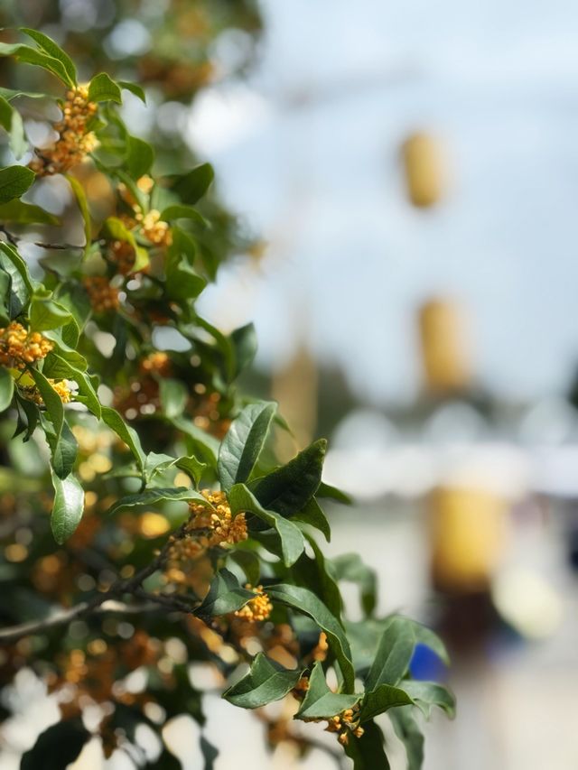 雨中桂花更芬芳 雨中桂花更芬芳