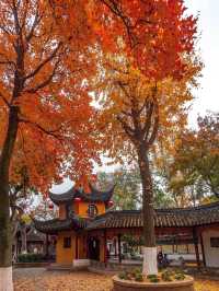 蘇州的秋天,堪稱中式美學天花板!!