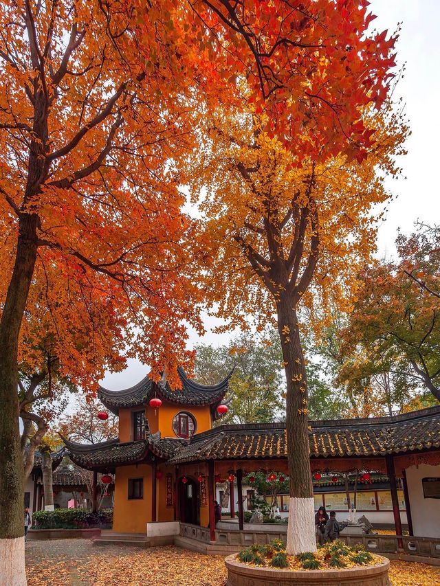 蘇州的秋天,堪稱中式美學天花板!! 蘇州的秋天,堪稱中式美學天花板!!