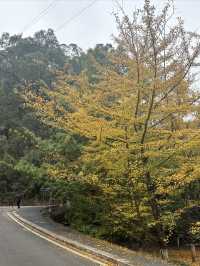 11月7日南雄帽子峰銀杏葉實拍