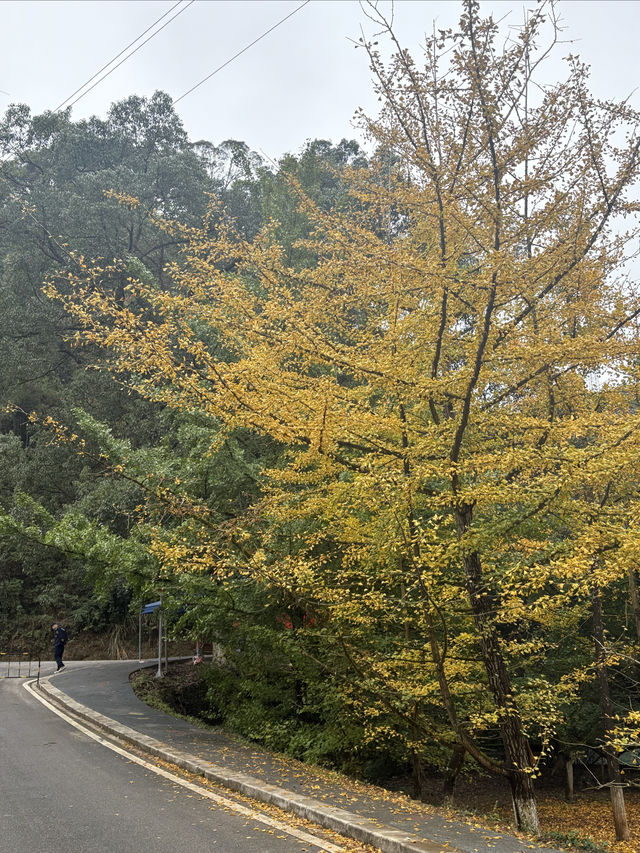 11月7日南雄帽子峰銀杏葉實拍