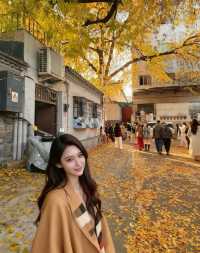 北京深秋打卡指南｜胡同裡的金色童話世界