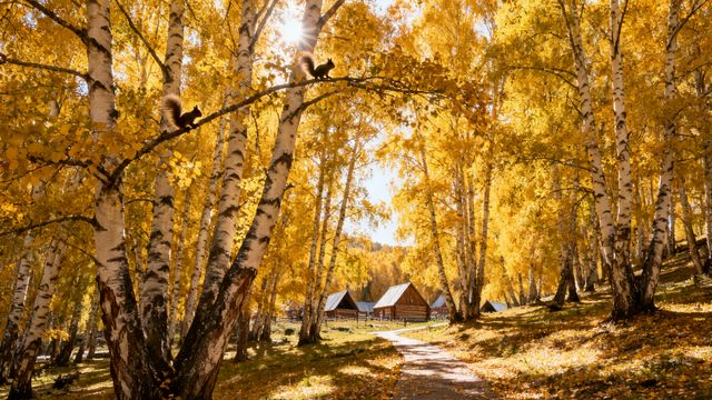 秋日白樺林漫步指南