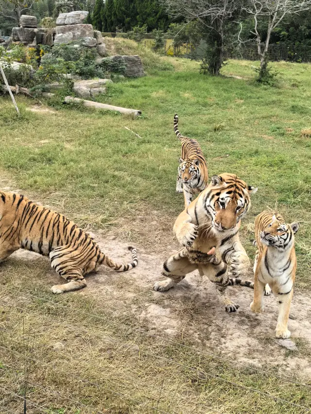 上海野生動物園30周年大慶！0元門票攻略來啦！