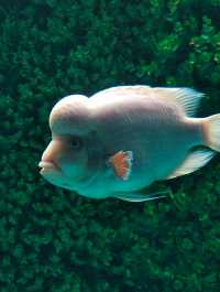 永泰歐樂堡福州版海洋王國