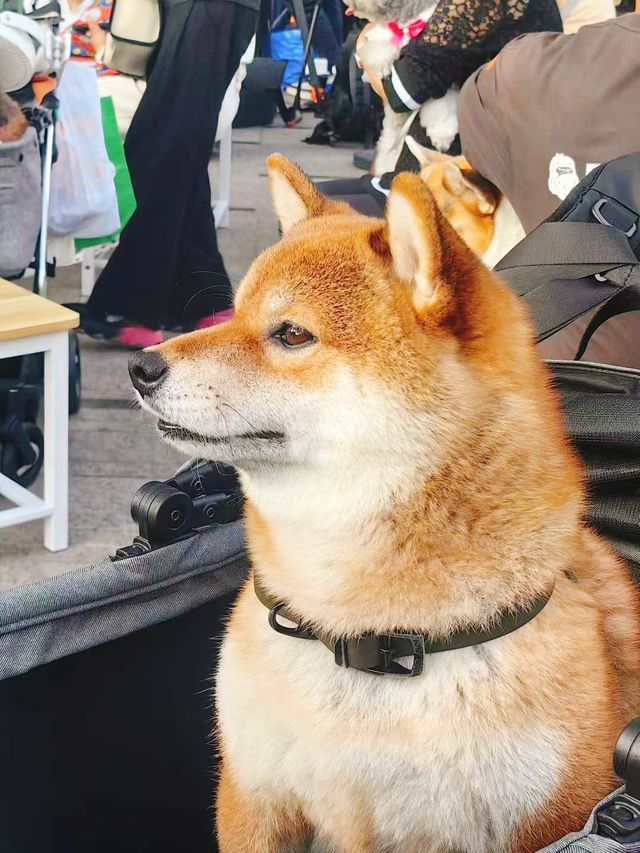 香港自由行2日City Walk推薦路線 香港自由行2日City Walk推薦路線