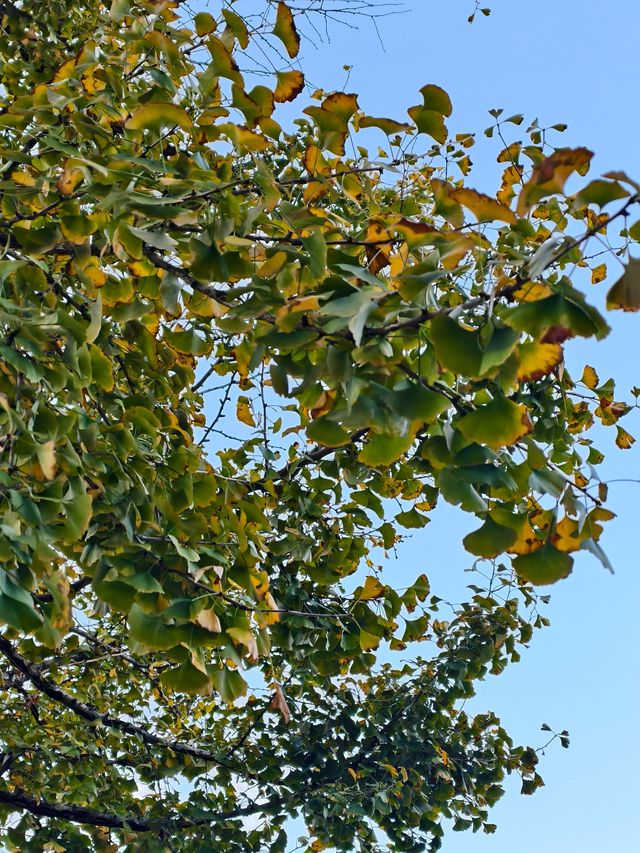 婺源秋色獨家攻略就在銀杏谷民宿