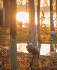 秋日艾溪湖楓葉大片