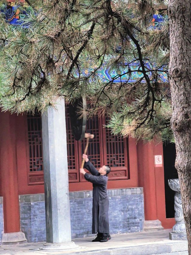 登封最佳銀杏拍攝地