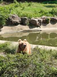 寧波野生動物園一日遊攻略!熊貓控千萬別錯過~