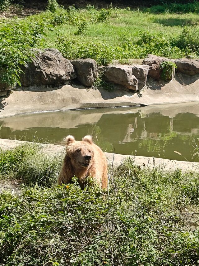 寧波野生動物園一日遊攻略!熊貓控千萬別錯過~ 寧波野生動物園一日遊攻略!熊貓控千萬別錯過~