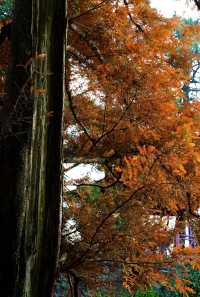 在廬山，抓住了秋天的尾巴