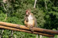 西雙版納遇“土匪猴”!零食差點被搶光