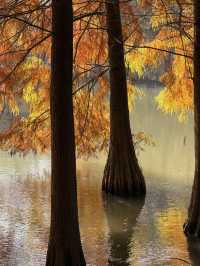 燕雀湖+明孝陵隱藏路線！99%人不知道的絕美秘境