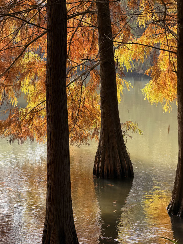 燕雀湖+明孝陵隱藏路線！99%人不知道的絕美秘境