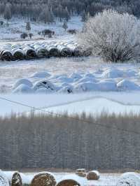 為了這圖,專門飛了一趟呼倫貝爾!冬日寶藏攻略速存