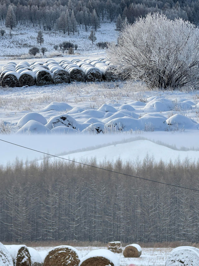 為了這圖,專門飛了一趟呼倫貝爾!冬日寶藏攻略速存 為了這圖,專門飛了一趟呼倫貝爾!冬日寶藏攻略速存
