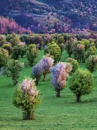新疆伊犁隱藏的「神仙莊園」！住進油畫裡