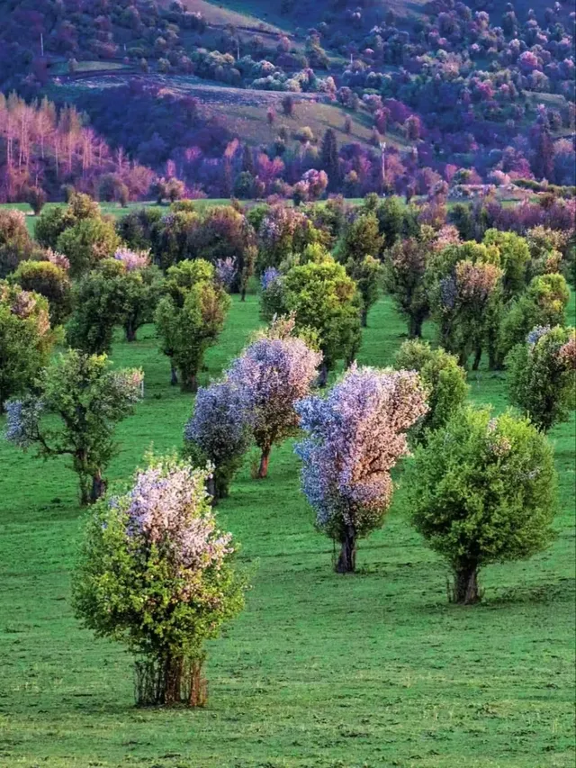 新疆伊犁隱藏的「神仙莊園」！住進油畫裡
