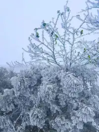 莽山的首場雪霧凇，承包南方人的限定浪漫