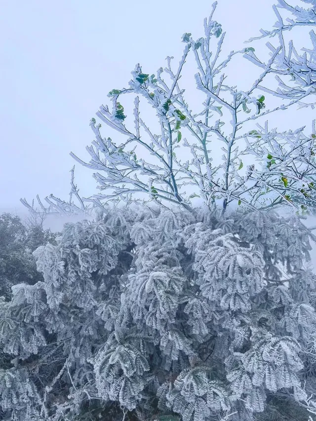 莽山的首場雪霧凇，承包南方人的限定浪漫