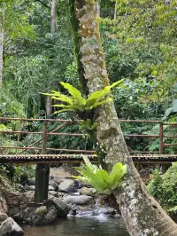 藍棉瀑布 火山雲海與雨林瀑布 被真誠打動