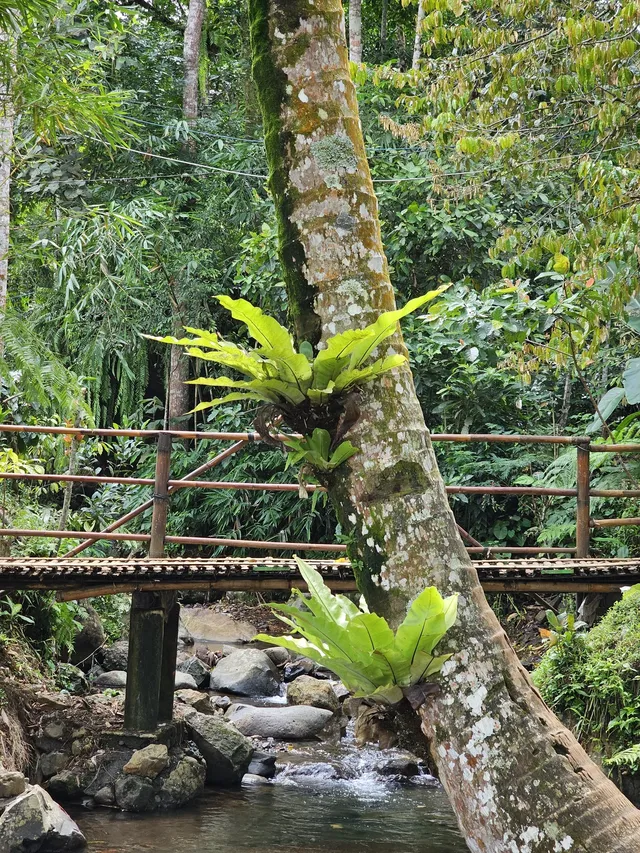 藍棉瀑布 火山雲海與雨林瀑布 被真誠打動 藍棉瀑布 火山雲海與雨林瀑布 被真誠打動