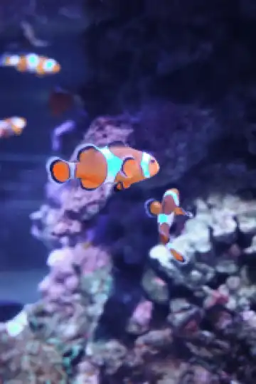 瓦倫西亞轉機4小時速通歐洲最大海洋館