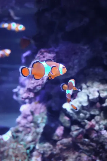 瓦倫西亞轉機4小時速通歐洲最大海洋館