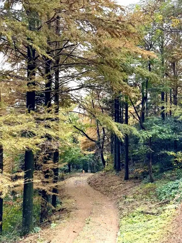 登頂東崗山,邂逅雲海、風車與滿目青翠。 登頂東崗山,邂逅雲海、風車與滿目青翠。