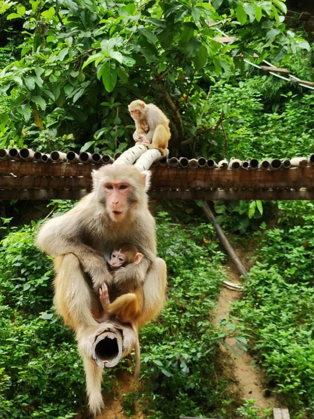 勐瀾大佛寺｜西雙版納的秘境禪意