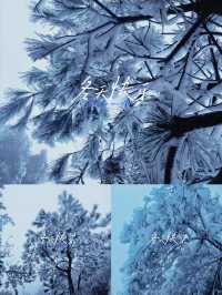 雪松霧淞絕美拍攝地仙鳳山霧淞:冰雕玉琢的幻境