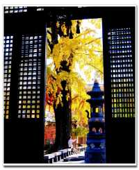 別擠外灘！青浦千年銀杏藏著上海最美秋！