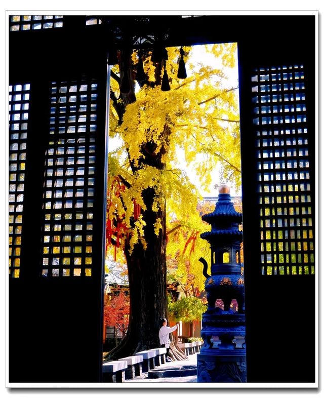 別擠外灘！青浦千年銀杏藏著上海最美秋！